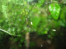 Isopods and Nemertean on glass