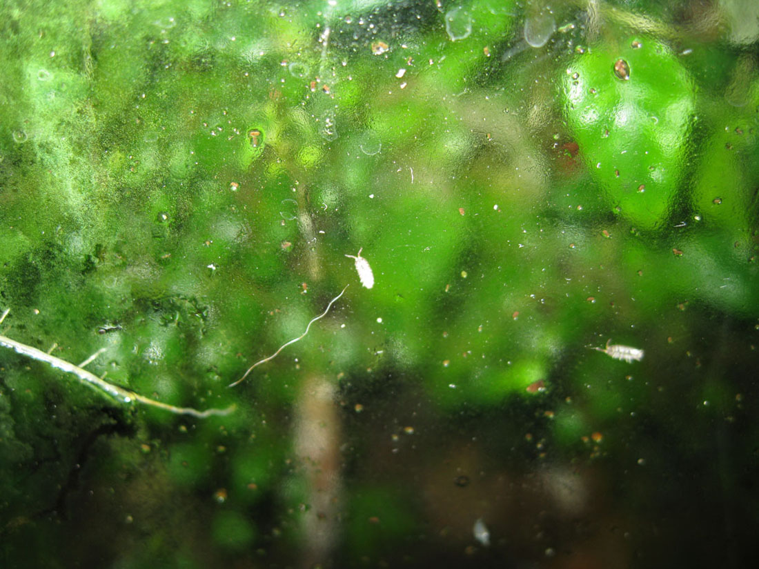 Isopods and Nemertean on glass