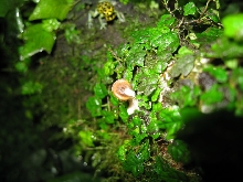 Mushroom brown imi tank