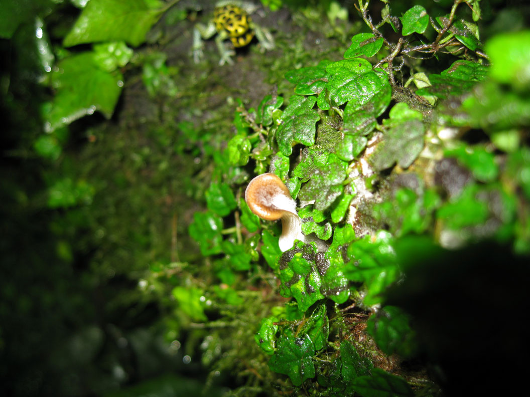 Mushroom brown imi tank