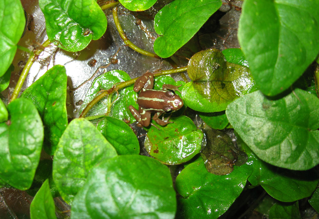 Epipedobates anthonyi pasaje