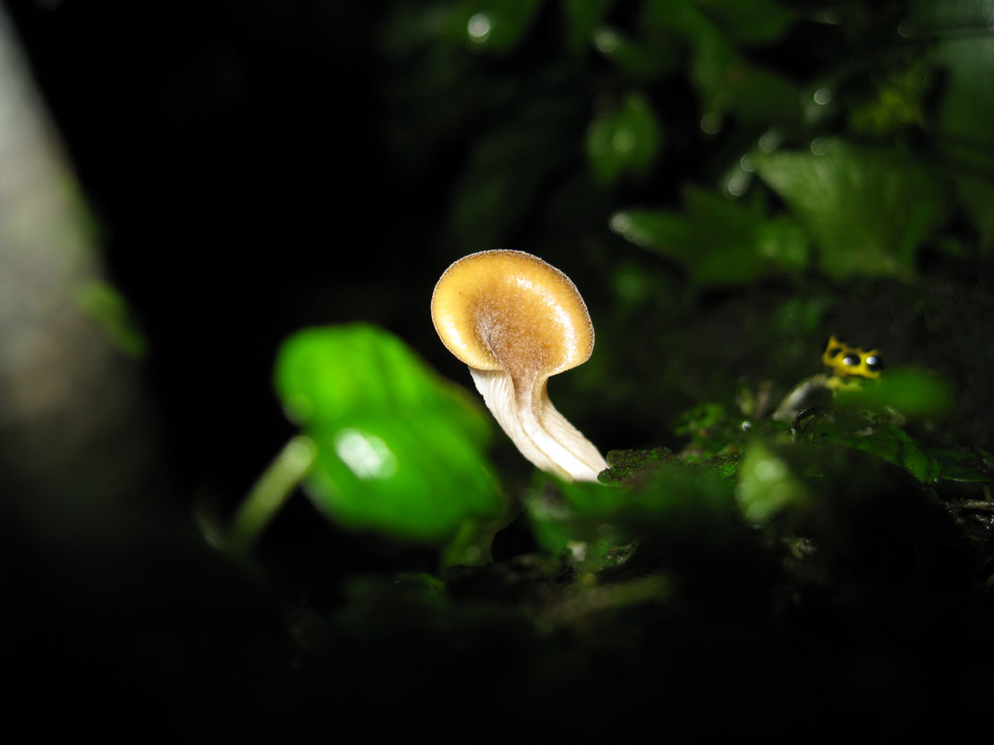 Mushroom and imi