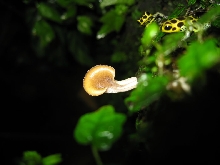 Mushroom and imis
