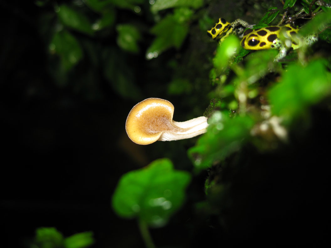 Mushroom and imis