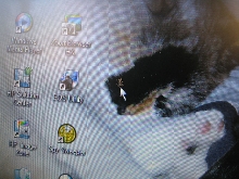 Computer spider chasing mouse 1