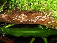 Millipedes in paludarium