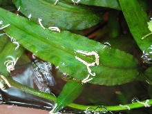 Millipede babies on aquatic leaves