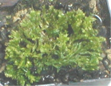 Irish moss S. kraussiana brownii
