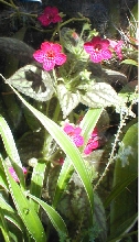 Kohleria "Flirt" 3