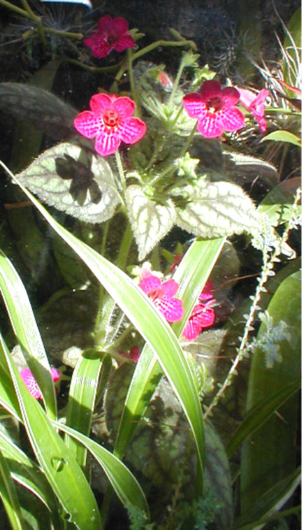 Kohleria "Flirt" 3