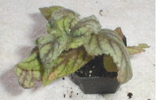 Kohleria