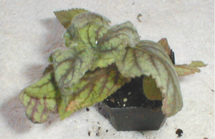 Kohleria