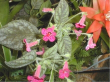 Kohleria Flirt 4