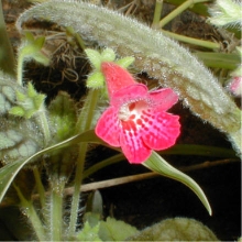 Kohleria hybr "Flirt"