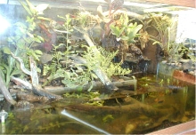 Paludarium left end