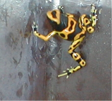Leukomelas froglet