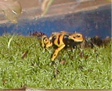 Leukomelas froglet2