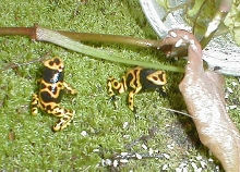 Leukomelas froglets