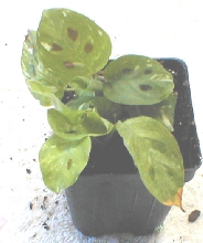 Maranta leukoneura kerchoveana variegata