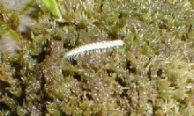 Millipede in dart vivarium (albino?)