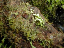 Moss and ferns on cork