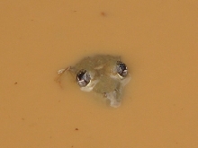 Mud Buddy