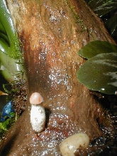 Mushroom on Malaysian drift wood