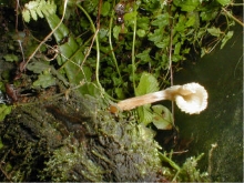 Mushroom on Mt. Hemlock