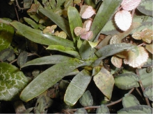 Neoregelia Pepper