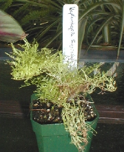 Nephrolepis Suzie Wong