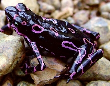 Atelopus sp. new from Suriname