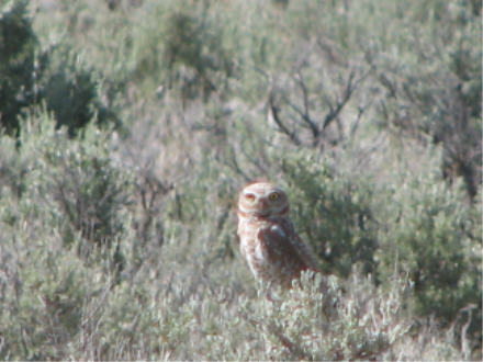 Owl