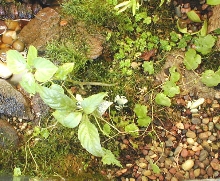 Phyllobates terribilis mint green