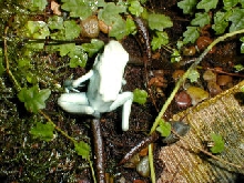 P.terribilis wasting syndrome
