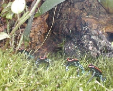 P.vitattus quartet