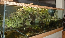 135paludarium2