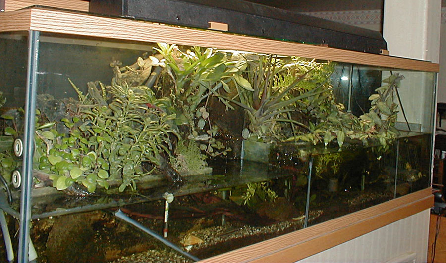 135paludarium2