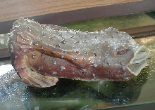 PFF side