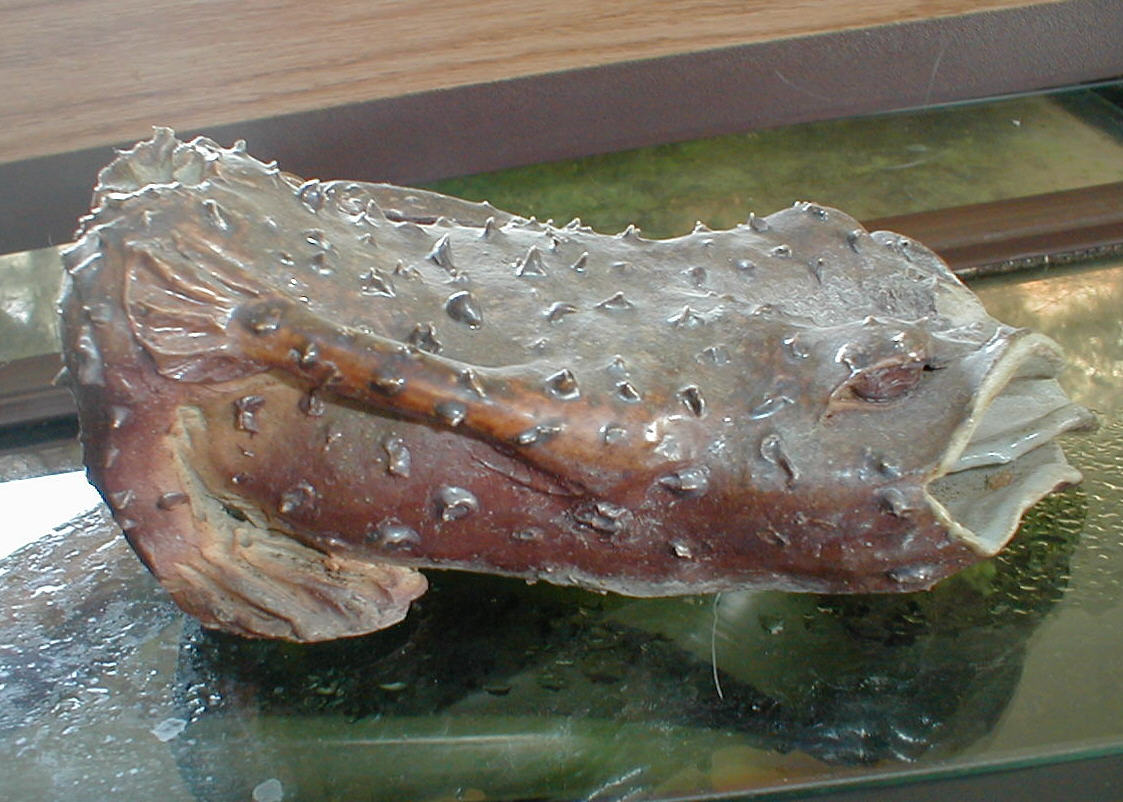 PFF side