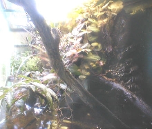 Paludarium from right pool