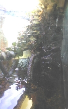 Paludarium right falls