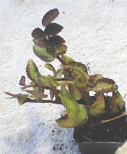 Pellionea daveauana