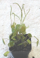 Peperomia campylotropa