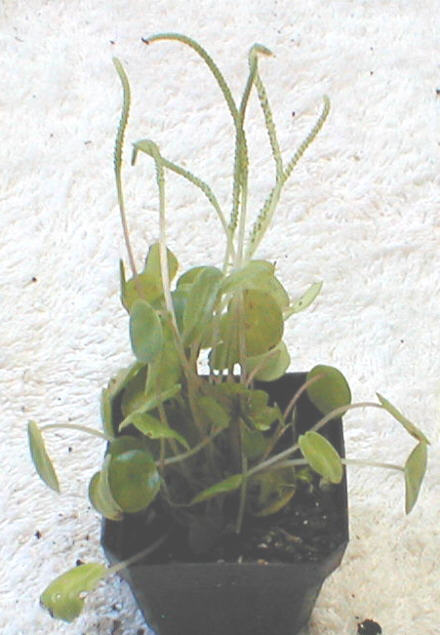 Peperomia campylotropa