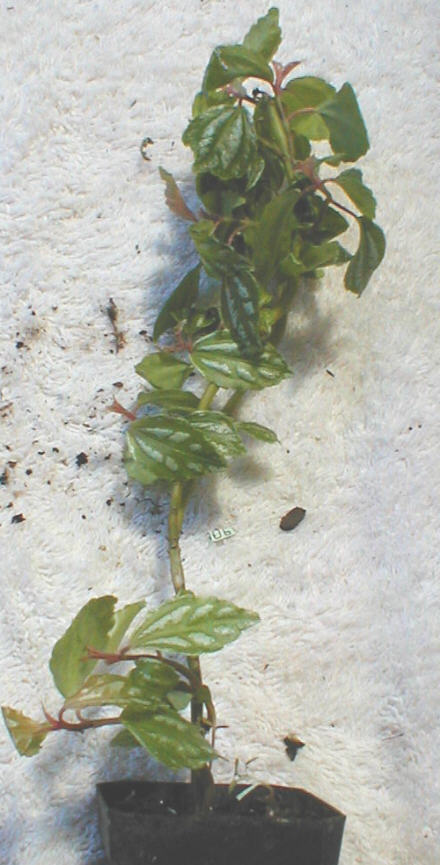 Pilea cadierei minima Patti's gold