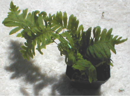 Polypodium ET's fingers