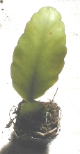 Rhipsalis rhombea