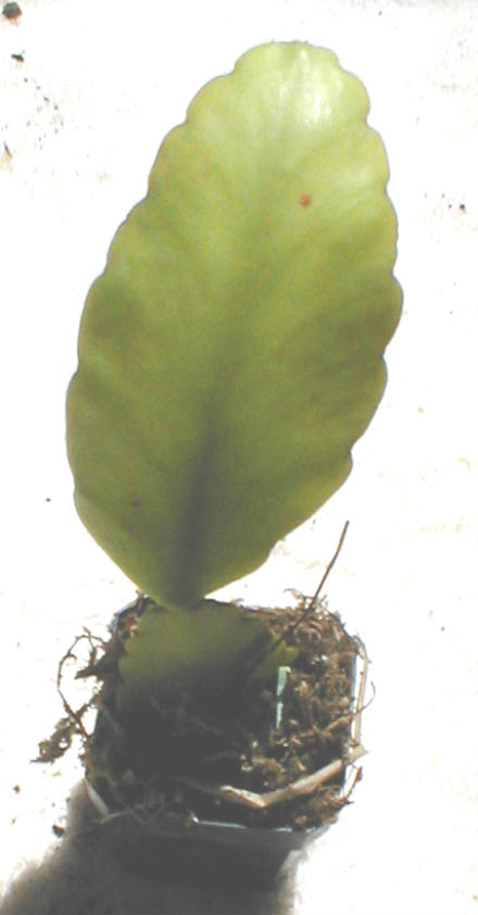 Rhipsalis rhombea