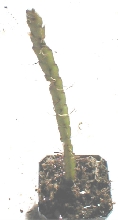 Rhipsalis warningianum