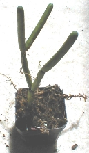 Rhipsalis grandiflora